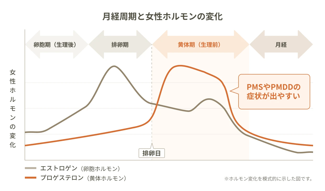 月経周期と女性ホルモンの変化のグラフ